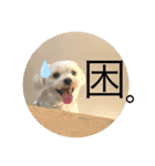てりぃスタンプ〜可愛いマルチーズ〜（個別スタンプ：9）