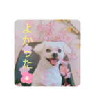 てりぃスタンプ〜可愛いマルチーズ〜（個別スタンプ：10）