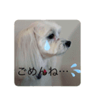 てりぃスタンプ〜可愛いマルチーズ〜（個別スタンプ：12）