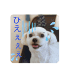 てりぃスタンプ〜可愛いマルチーズ〜（個別スタンプ：16）