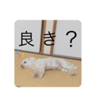 てりぃスタンプ〜可愛いマルチーズ〜（個別スタンプ：17）