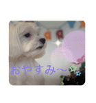 てりぃスタンプ〜可愛いマルチーズ〜（個別スタンプ：24）