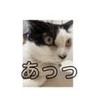茶太郎とみい子2（個別スタンプ：5）