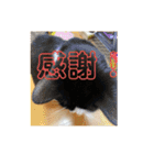 茶太郎とみい子2（個別スタンプ：9）