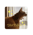 茶太郎とみい子2（個別スタンプ：14）