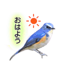 いろんな野鳥2（個別スタンプ：1）