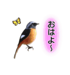 いろんな野鳥2（個別スタンプ：2）