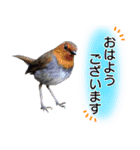 いろんな野鳥2（個別スタンプ：3）