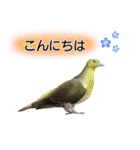 いろんな野鳥2（個別スタンプ：4）