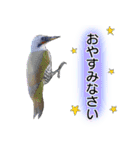 いろんな野鳥2（個別スタンプ：6）