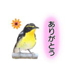 いろんな野鳥2（個別スタンプ：7）