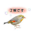 いろんな野鳥2（個別スタンプ：11）