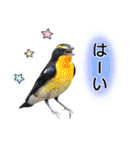 いろんな野鳥2（個別スタンプ：12）