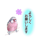 いろんな野鳥2（個別スタンプ：13）