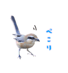 いろんな野鳥2（個別スタンプ：14）