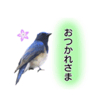 いろんな野鳥2（個別スタンプ：15）