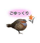 いろんな野鳥2（個別スタンプ：16）