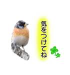 いろんな野鳥2（個別スタンプ：17）