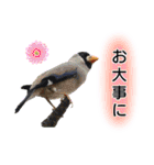 いろんな野鳥2（個別スタンプ：18）