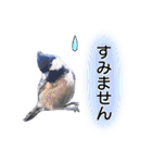 いろんな野鳥2（個別スタンプ：19）