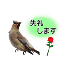 いろんな野鳥2（個別スタンプ：21）