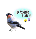 いろんな野鳥2（個別スタンプ：22）