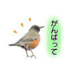 いろんな野鳥2（個別スタンプ：23）
