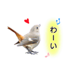 いろんな野鳥2（個別スタンプ：24）