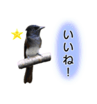 いろんな野鳥2（個別スタンプ：26）