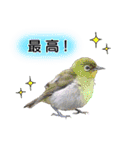 いろんな野鳥2（個別スタンプ：27）