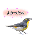 いろんな野鳥2（個別スタンプ：29）