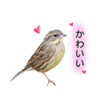 いろんな野鳥2（個別スタンプ：30）