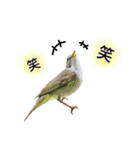 いろんな野鳥2（個別スタンプ：31）