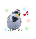 いろんな野鳥2（個別スタンプ：32）