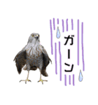 いろんな野鳥2（個別スタンプ：33）