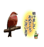 いろんな野鳥2（個別スタンプ：35）