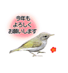 いろんな野鳥2（個別スタンプ：36）