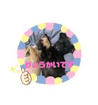 ぼにー くまスタンプ（個別スタンプ：2）