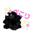 ぼにー くまスタンプ（個別スタンプ：4）