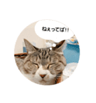 みやちびDX（個別スタンプ：6）