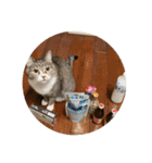みやちびDX（個別スタンプ：17）