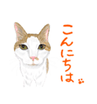 猫の楽しい仲間たち（個別スタンプ：3）