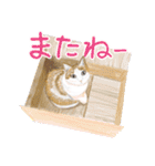 猫の楽しい仲間たち（個別スタンプ：9）