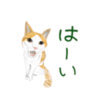 猫の楽しい仲間たち（個別スタンプ：10）