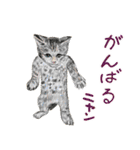 猫の楽しい仲間たち（個別スタンプ：24）