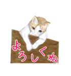 猫の楽しい仲間たち（個別スタンプ：37）