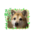 あきまろんがよく使うスタンプ（個別スタンプ：2）
