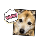 あきまろんがよく使うスタンプ（個別スタンプ：6）
