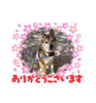 あきまろんがよく使うスタンプ（個別スタンプ：8）