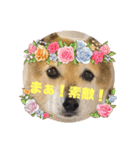 あきまろんがよく使うスタンプ（個別スタンプ：9）